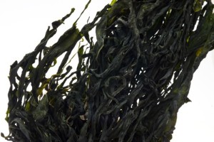 alga wakame