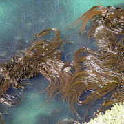 foresta kelp