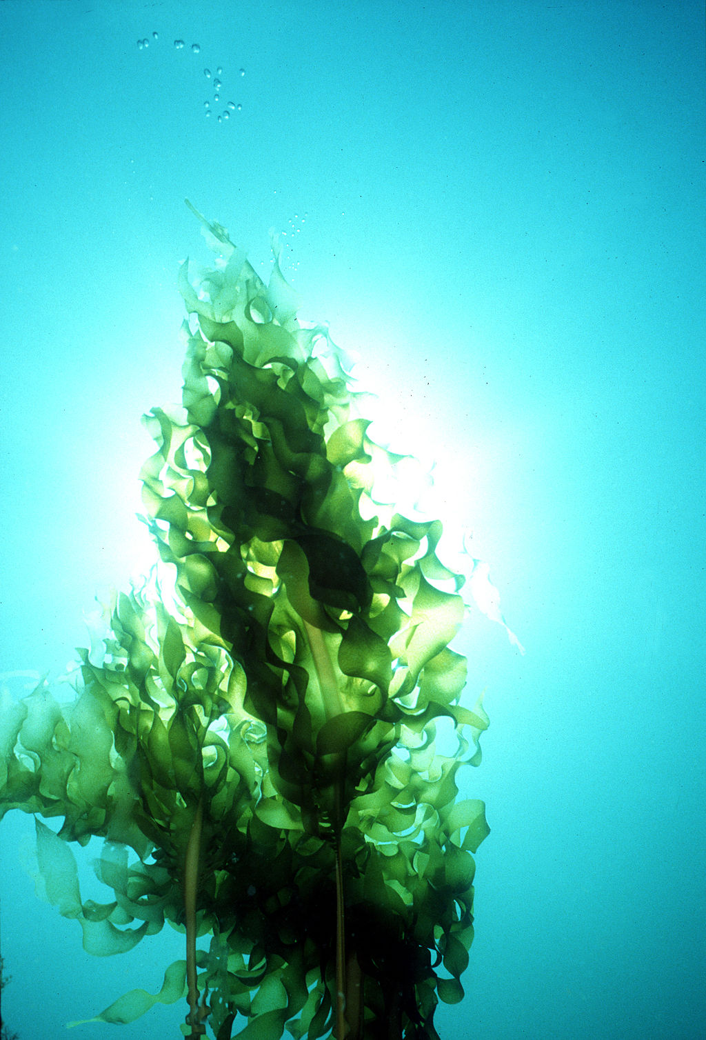 Viaggio nel mondo delle alghe: la Wakame