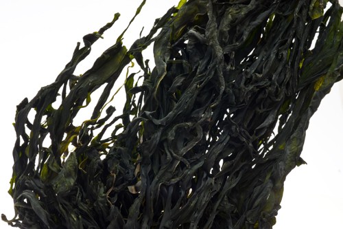 wakame