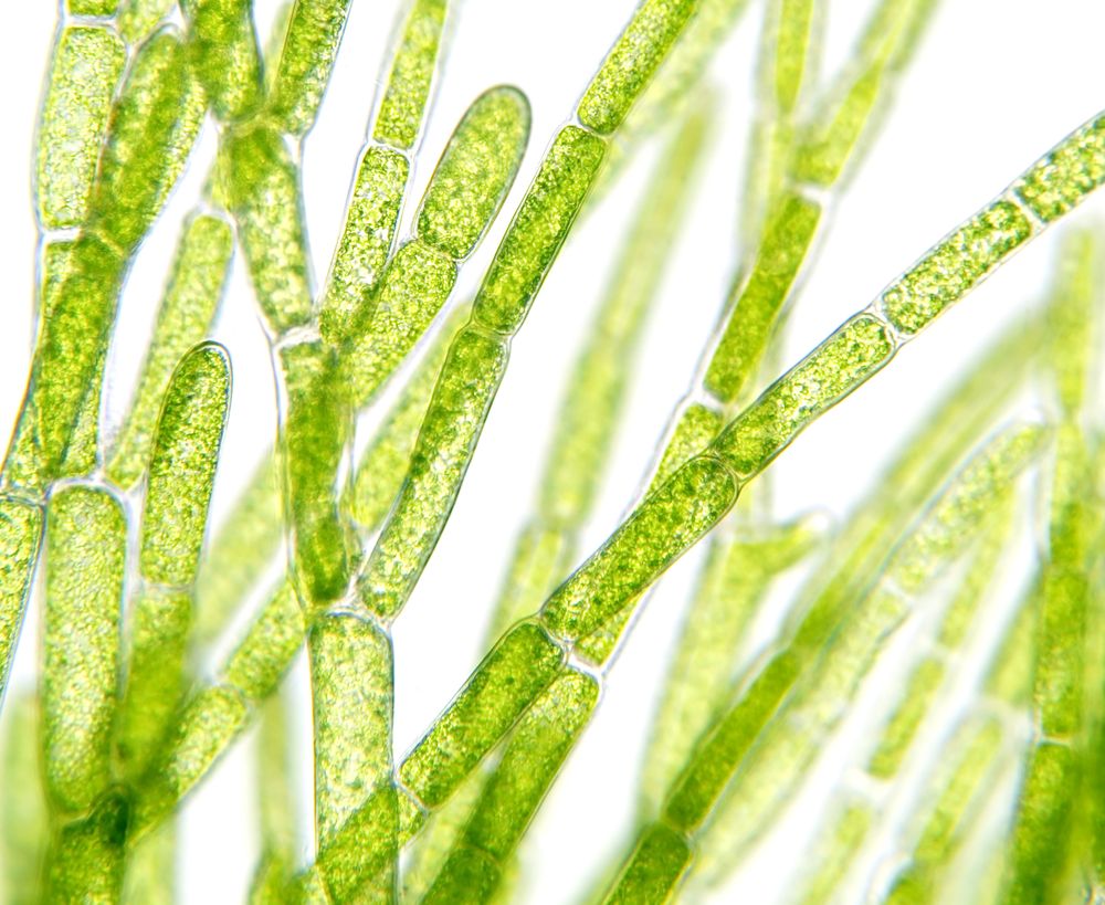 Alghe al microscopio